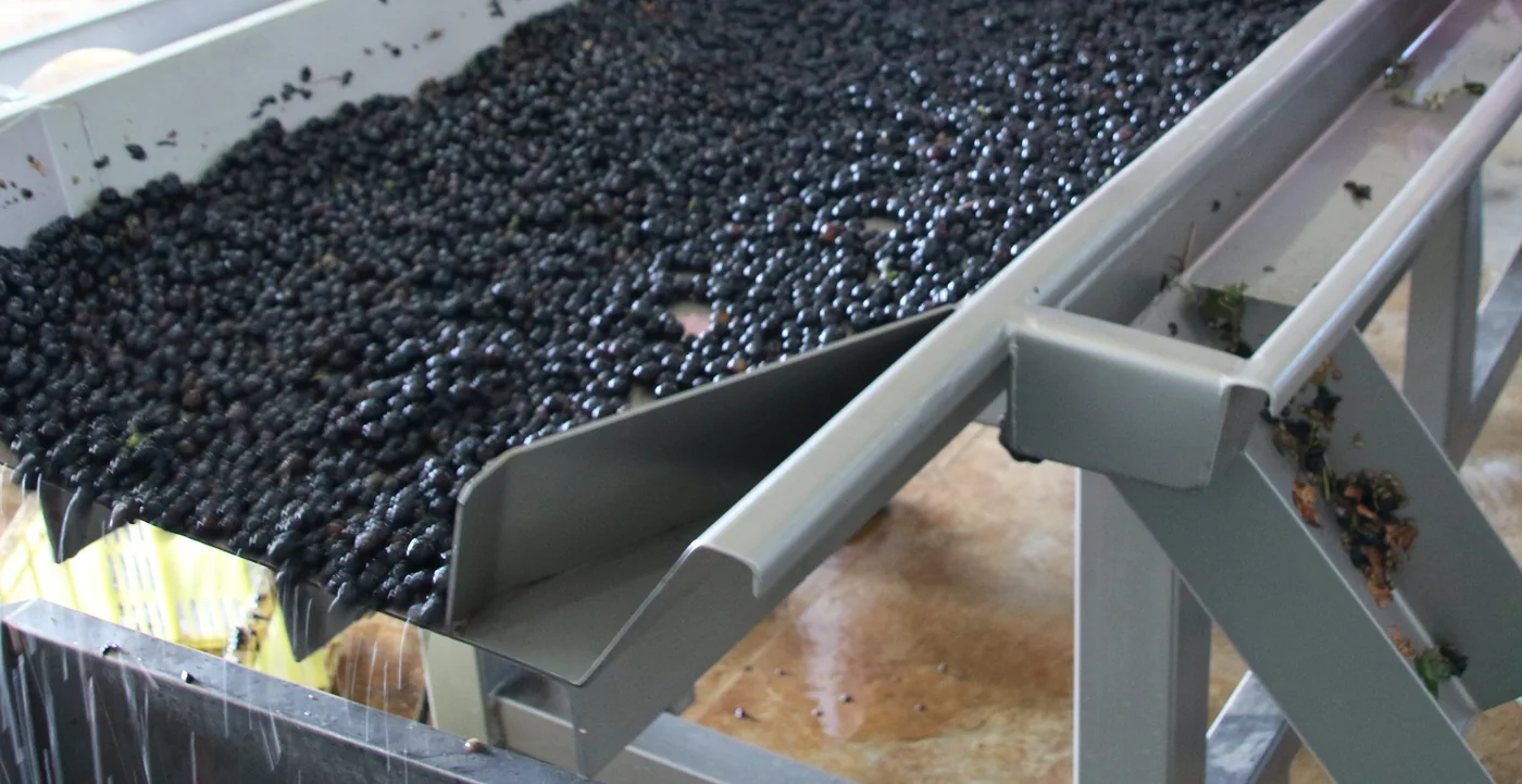 Grape selection