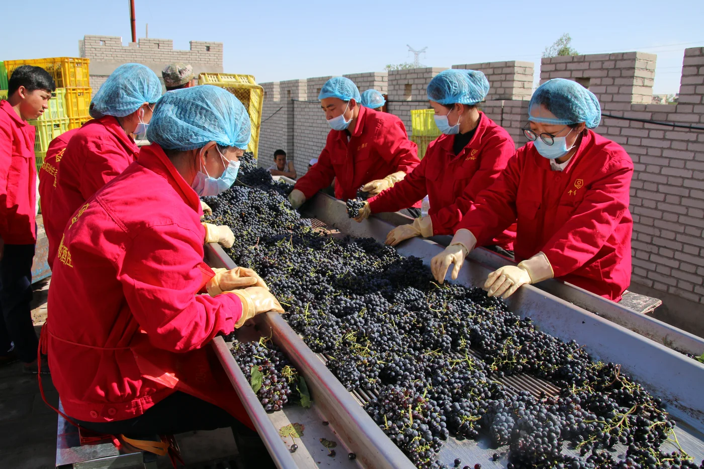 Ningxia grape harvest